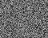   Desso Twist 9950